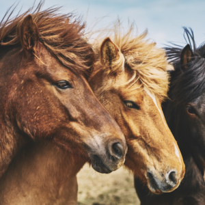 Equine Products