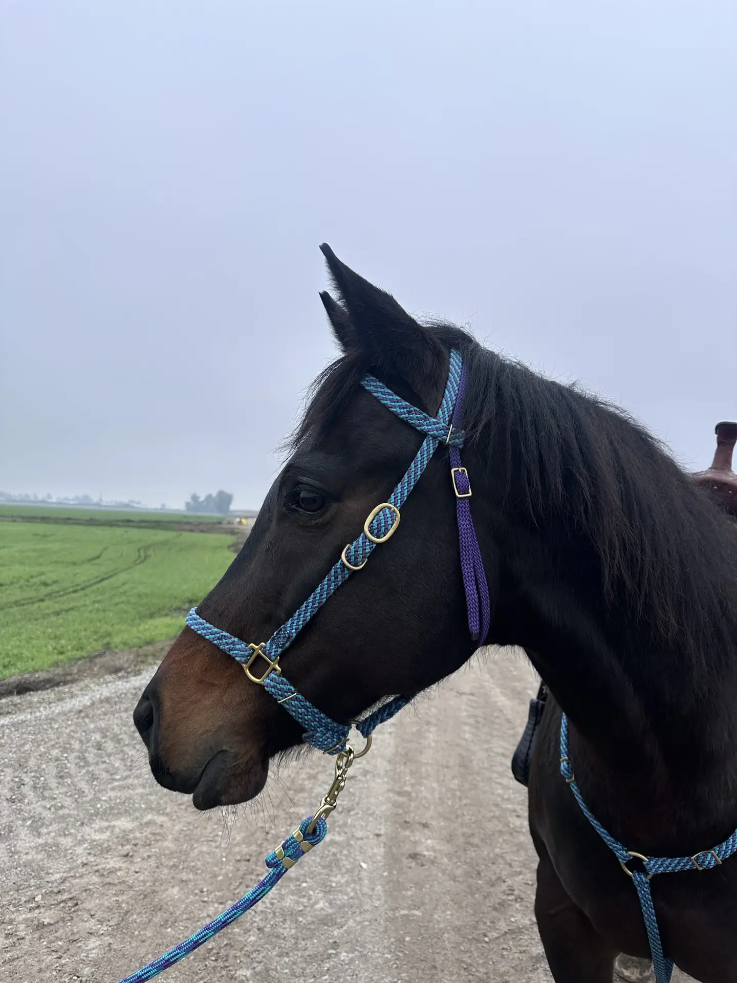 Headstall Halter - Hollow Flat Braid - Image 3