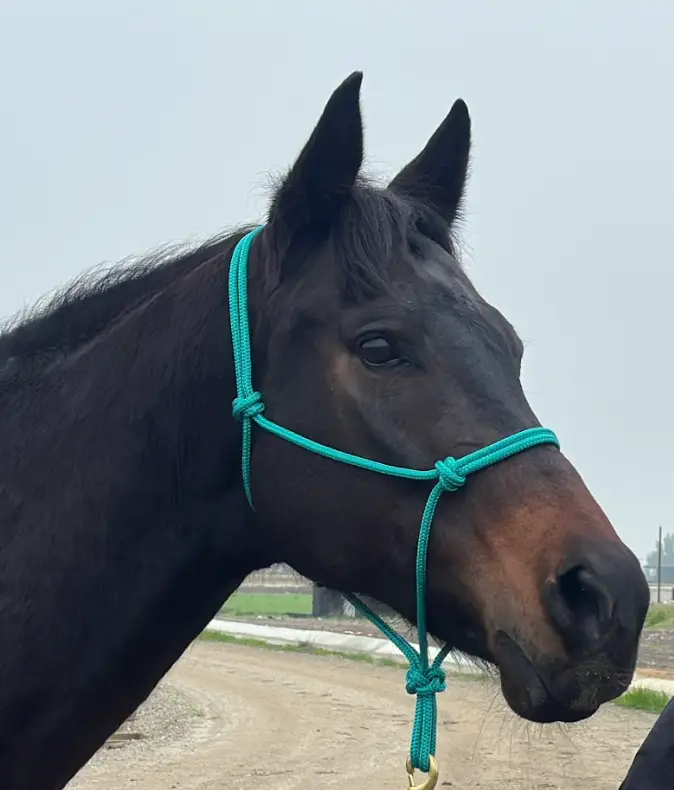 Firm Poly-Pro Rope Halter - Image 4