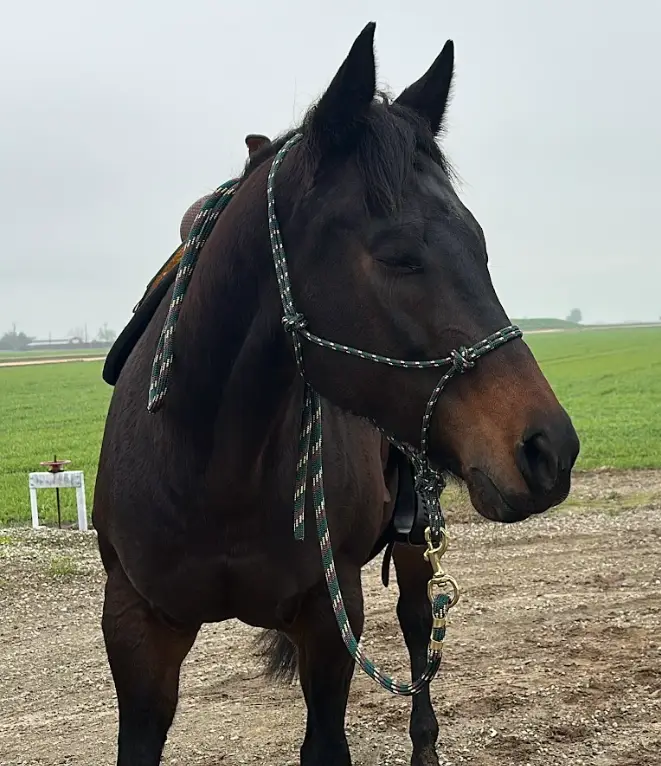 Firm Poly-Pro Rope Halter - Image 3